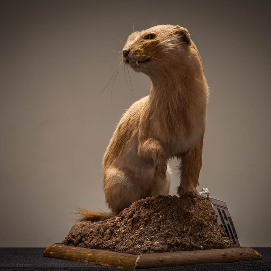 IES_ISABELLACATOLICA_BIOLOGIA_231