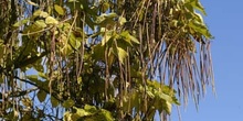 Catalpa (Catalpa bignonioides)