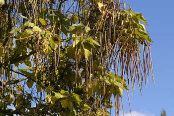 Catalpa (Catalpa bignonioides)