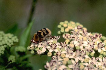 Cetónido avispa (Trichus fasciatus)