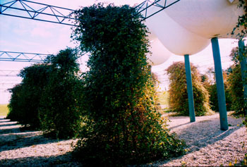 Plantas trepadoras en un jardín