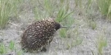 Equidna común, Tachyglossus aculeatus (Shaw, 1792)