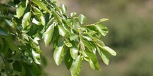 Olmo de Siberia - Hojas (Ulmus pumilla)