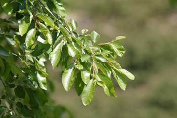 Olmo de Siberia - Hojas (Ulmus pumilla)