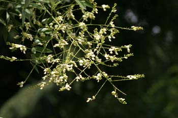 Falsa acacia de Japón - Flor (Sophora japonica)