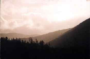 Bruma y bosque tropical en los Alpes del Sur, Nueva Zelanda.