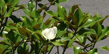 Magnolio - Flor  (Magnolia grandiflora)