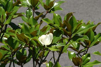 Magnolio - Flor  (Magnolia grandiflora)