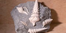 Turritella sp. (Molusco-Gasterópodo) Eoceno