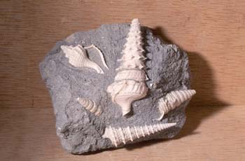 Turritella sp. (Molusco-Gasterópodo) Eoceno