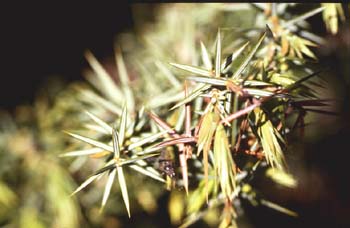 Enebro de miera (Juniperus oxycedrus)