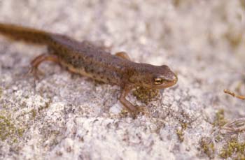 Tritón ibérico (Triturus boscai)