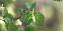 Olmo - Hojas jóvenes (Ulmus sp.)