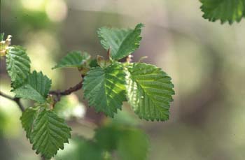 Olmo - Hojas jóvenes (Ulmus sp.)