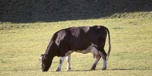 Vaca doméstica (Bos taurus)