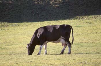 Vaca doméstica (Bos taurus)