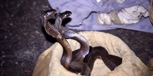 Cobras de un encantador de serpientes, Delhi, India