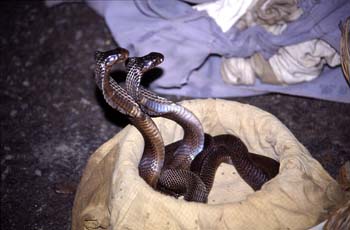 Cobras de un encantador de serpientes, Delhi, India