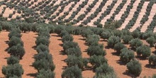 Olivo - Olivar (Olea europaea)