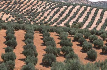 Olivo - Olivar (Olea europaea)