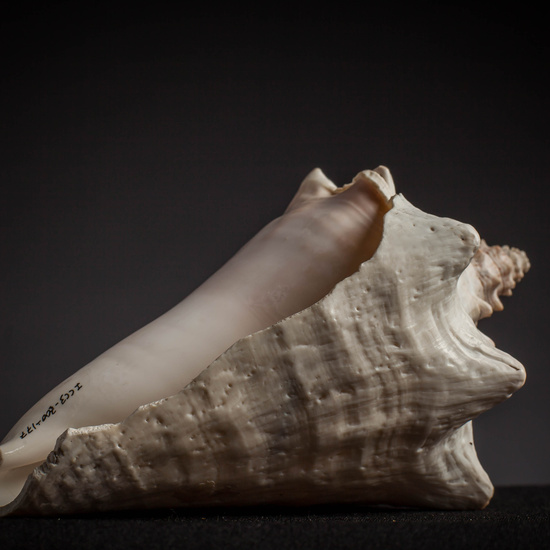 IES_CARDENALCISNEROS_CONCHAS_135