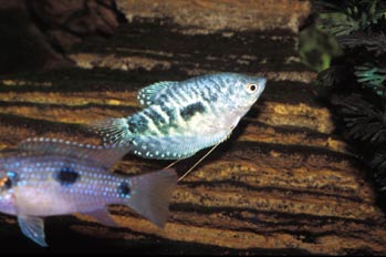 Gurami cosbi (Trichogaster cosbi)