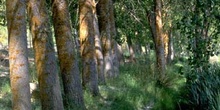 Chopo de Canadá - Tronco (Populus x canadensis)