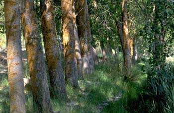 Chopo de Canadá - Tronco (Populus x canadensis)