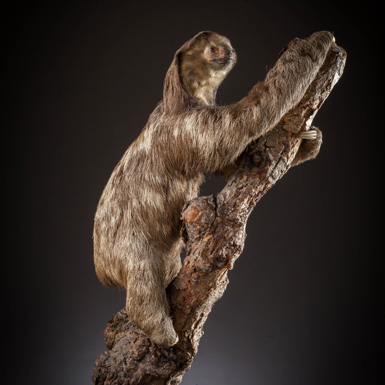 IES_SANISIDRO_MUSEO_Zoolgía_156