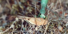 Santa Teresa (Mantis religiosa)