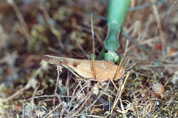 Santa Teresa (Mantis religiosa)