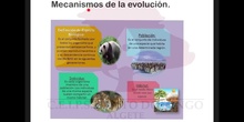 SECUNDARIA 4º	BIOLOGÍA Y GEOLOGÍA	MECANISMOS DE LA EVOLUCIÓN