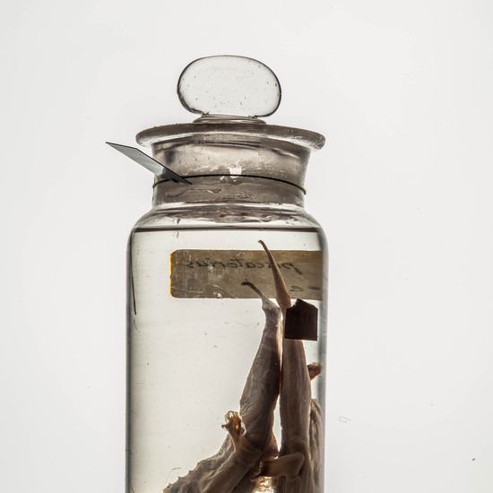 IES_CARDENALCISNEROS_CIENCIASNATURALES_146