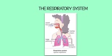 THE RESPIRATORY SYSTEM