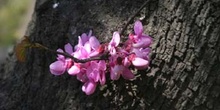árbol del amor - Flor (Cercis siliquastrum)