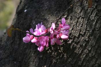 árbol del amor - Flor (Cercis siliquastrum)