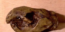 Paleocastor sp. (Mamífero) Mioceno