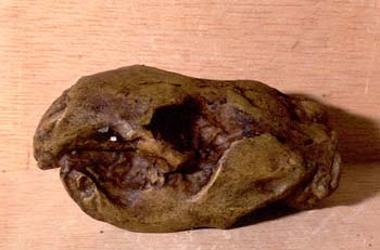 Paleocastor sp. (Mamífero) Mioceno