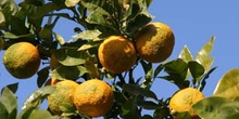 Naranjo amargo - Fruto (Citrus aurantium)