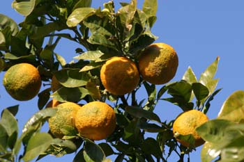 Naranjo amargo - Fruto (Citrus aurantium)