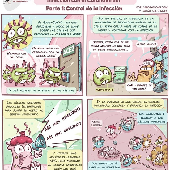 Cómic: ¿Qué pasa con tus defensas durante la infección con COVID-19? 2