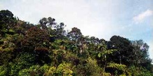 Bosque tropical en ladera, Nueva Zelanda