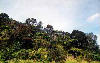 Bosque tropical en ladera, Nueva Zelanda