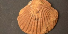 Pseudopecten dentatus (Bivalvo) Jurásico