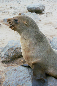 Busto de león marino, Namibia