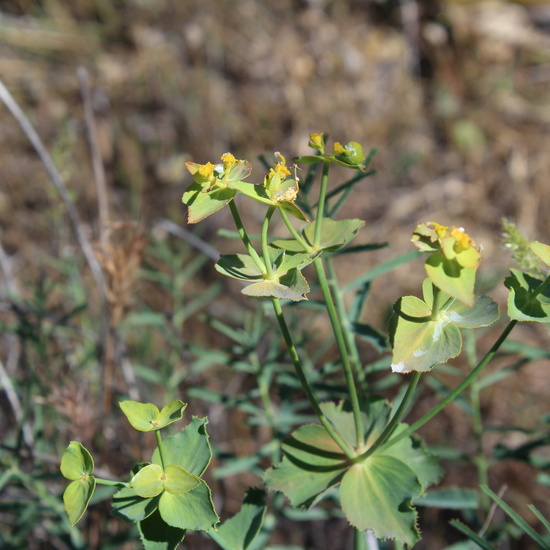 Euphorbia serrata (Lechetrezna)