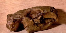 Paleocastor sp. (Mamífero) Mioceno