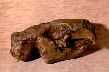 Paleocastor sp. (Mamífero) Mioceno