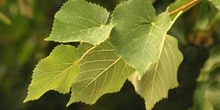 Tilo de hoja pequeña - Hoja (Tilia cordata)