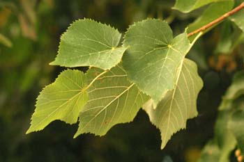 Tilo de hoja pequeña - Hoja (Tilia cordata)